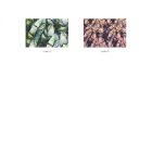 leaves szövet: kanapebolt.hu